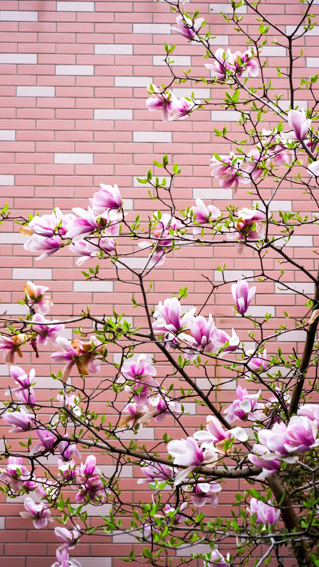 繁花似錦綻校園，核檢護(hù)航保平安