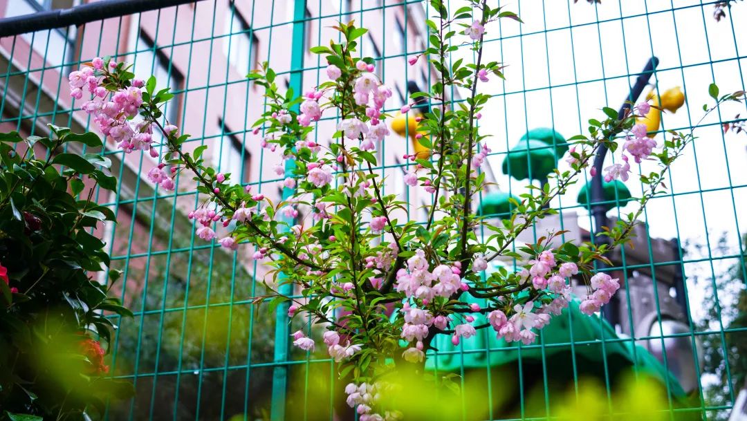 繁花似錦綻校園，核檢護(hù)航保平安