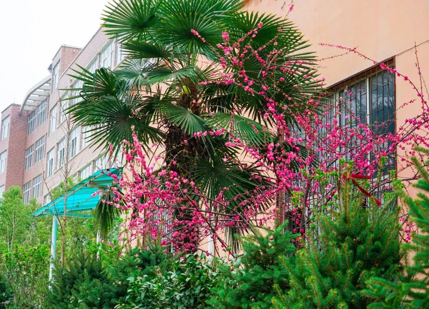 繁花似錦綻校園，核檢護(hù)航保平安