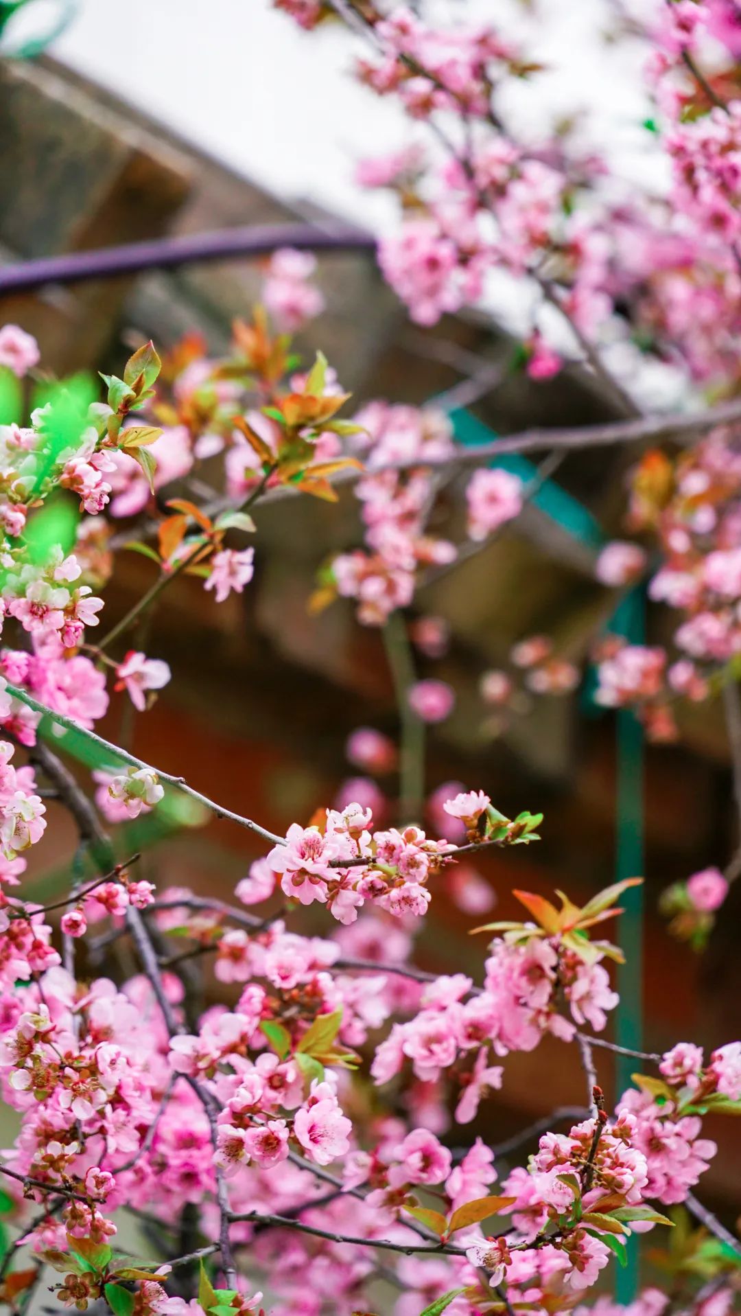 繁花似錦綻校園，核檢護(hù)航保平安
